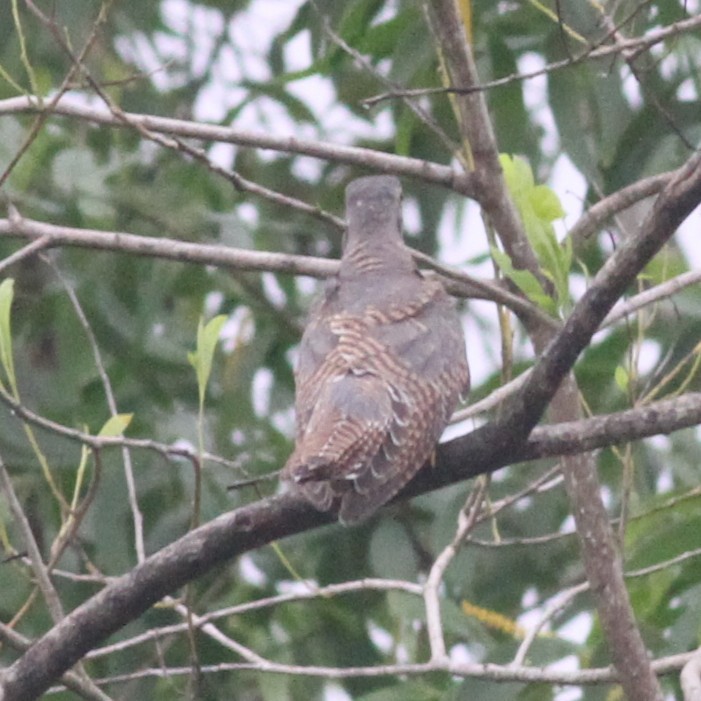 Common Cuckoo - ML380355011