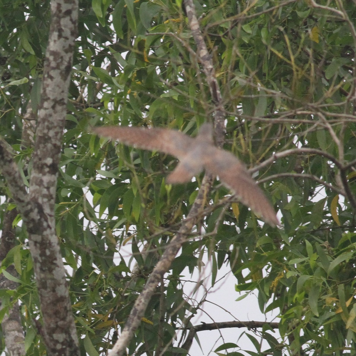 Common Cuckoo - ML380355041