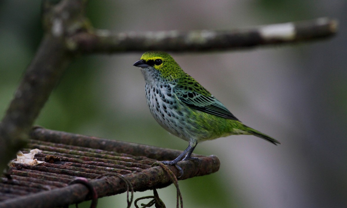Speckled Tanager - ML38035611