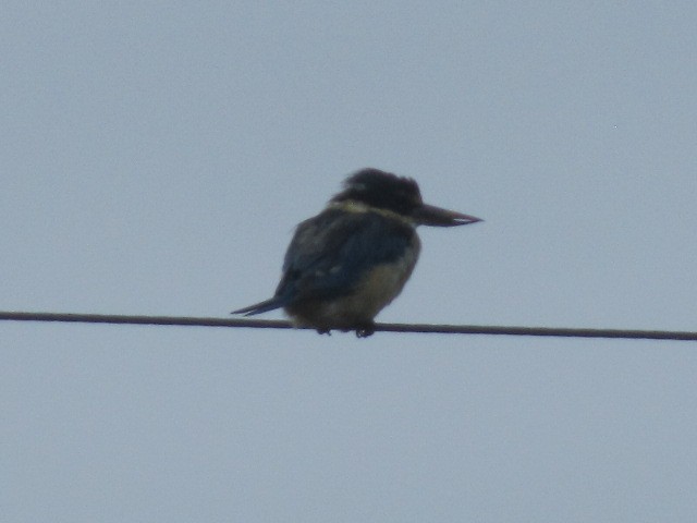 Sacred Kingfisher - Robin Gurule