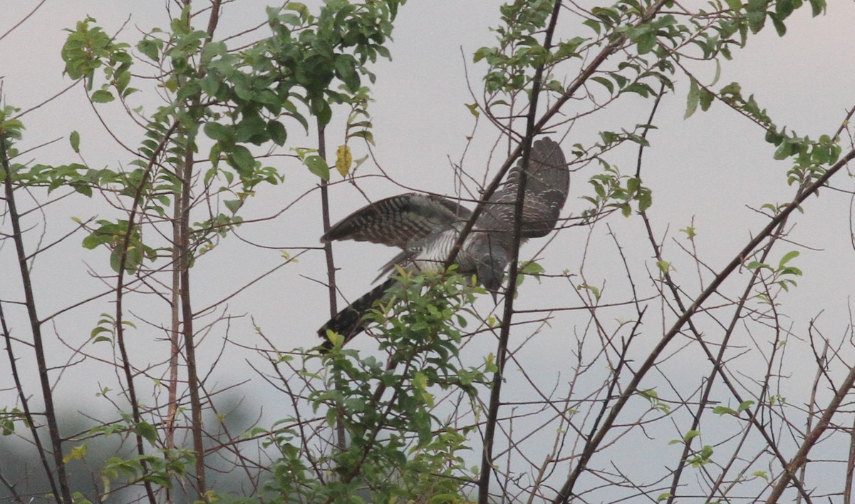 Common Cuckoo - ML380356641