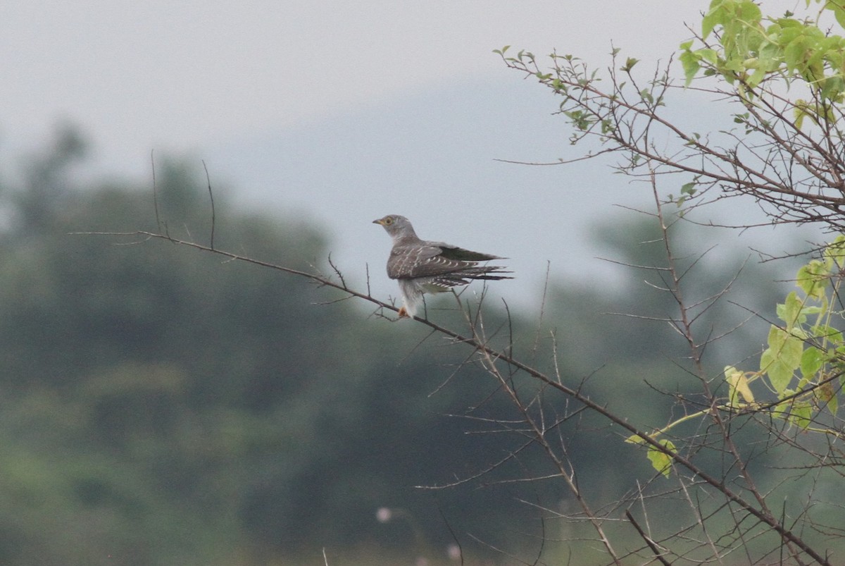 Common Cuckoo - ML380356651