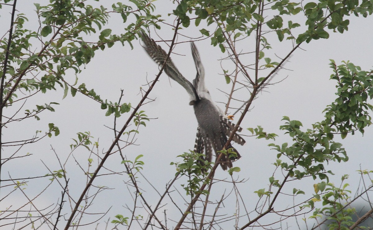 Common Cuckoo - ML380356661