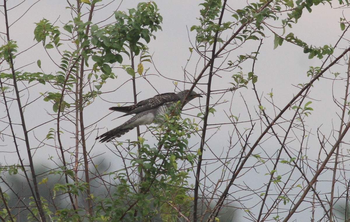 Common Cuckoo - ML380356701