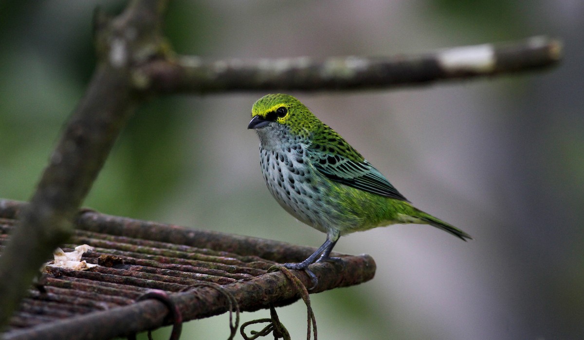 Speckled Tanager - ML38035741