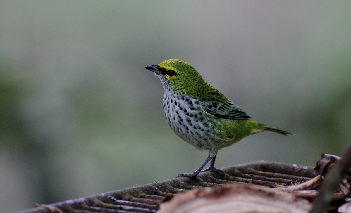 Speckled Tanager - ML38035771