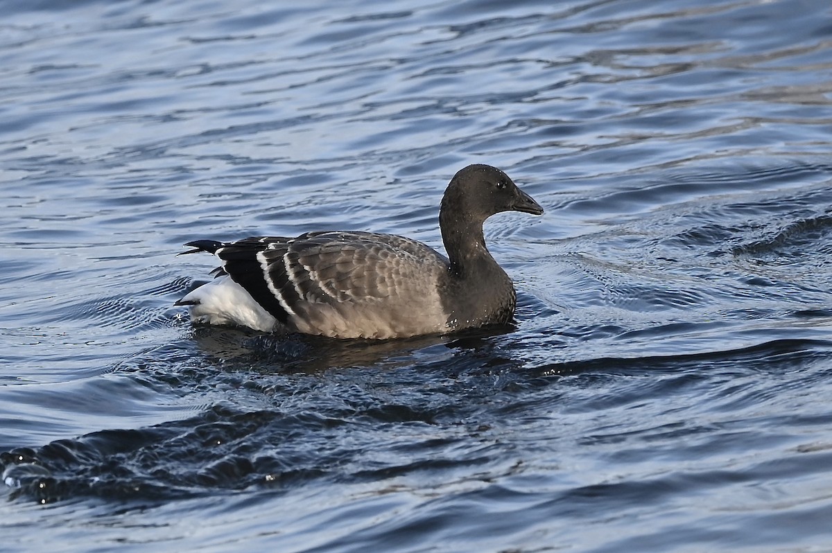 Barnacla Carinegra - ML380358221