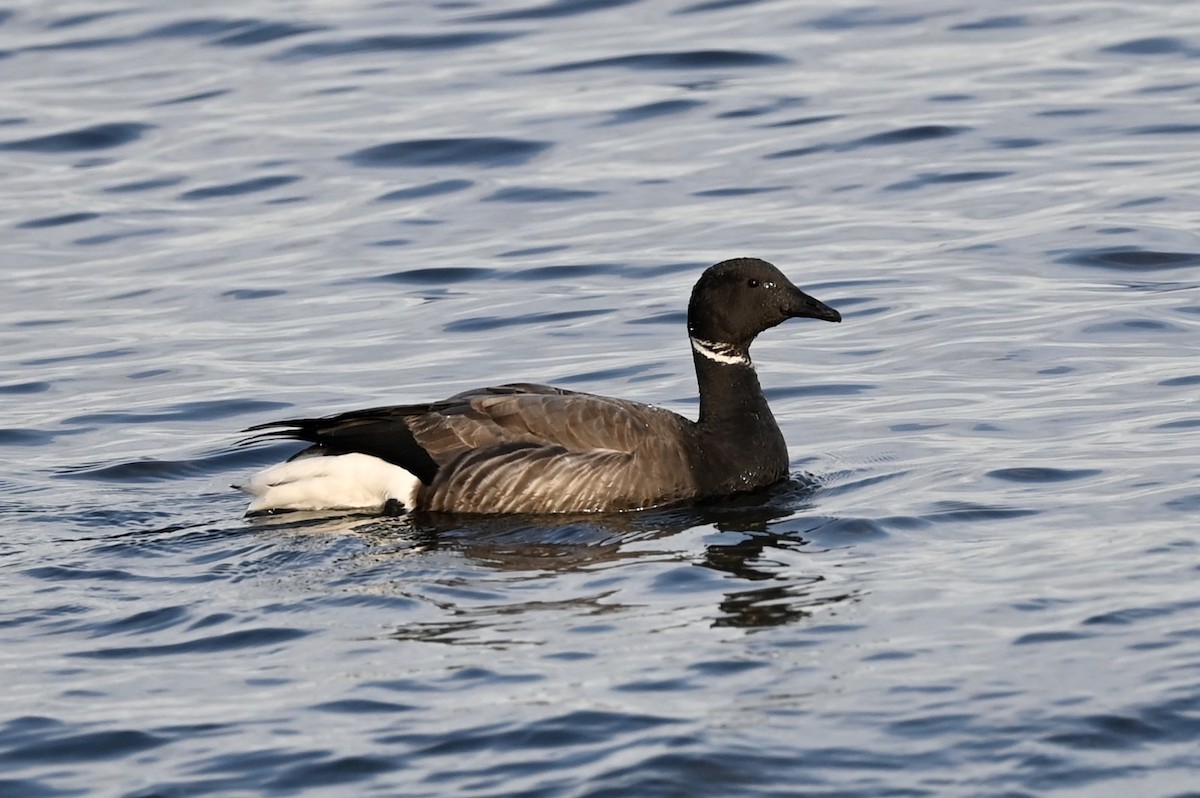 Barnacla Carinegra - ML380358231