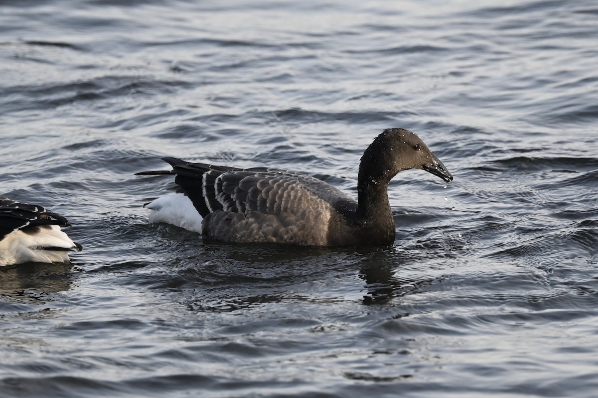 Barnacla Carinegra - ML380358251