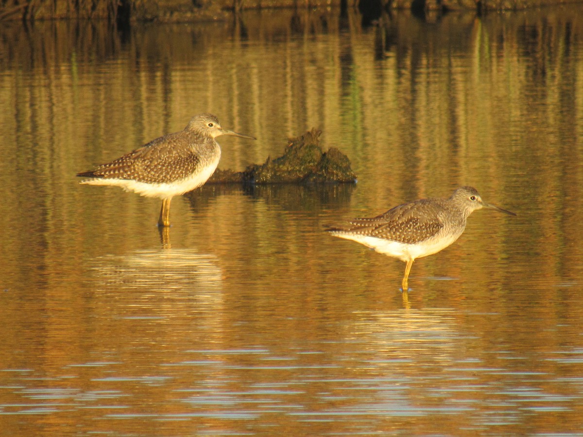 Greater Yellowlegs - ML380358851