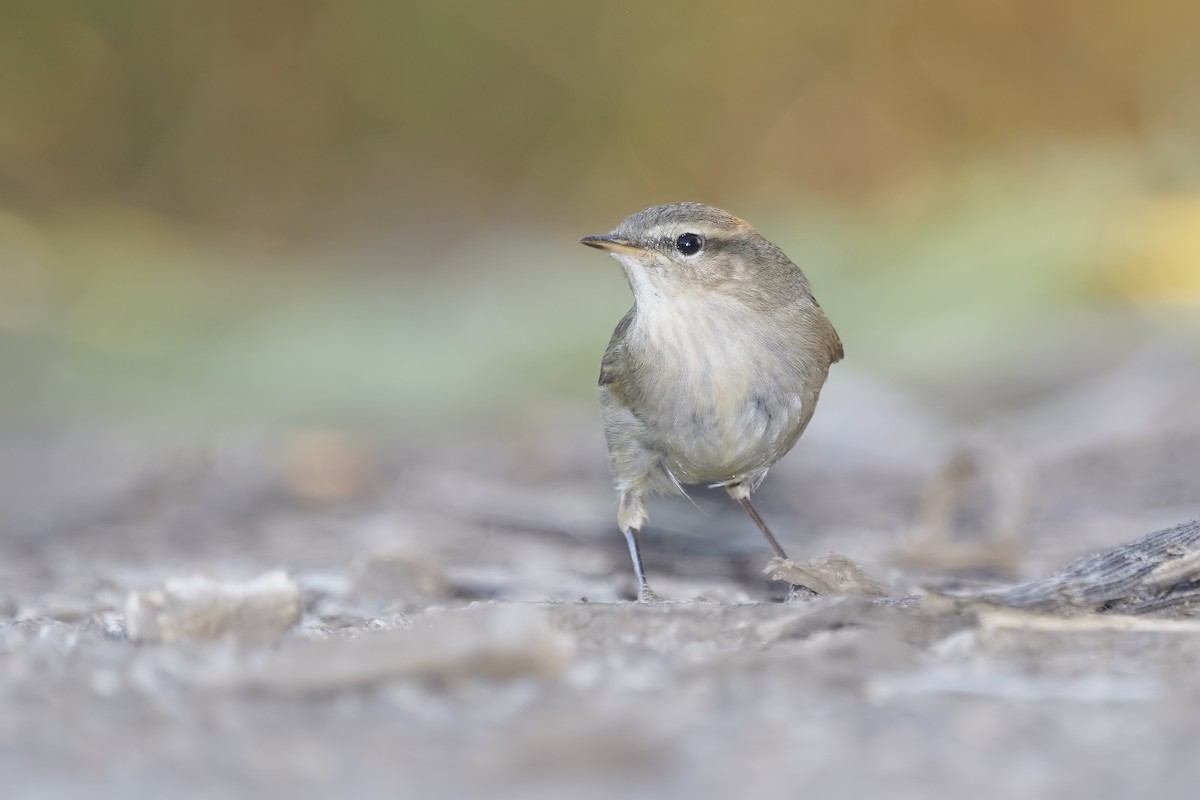 Dusky Warbler - ML380358921