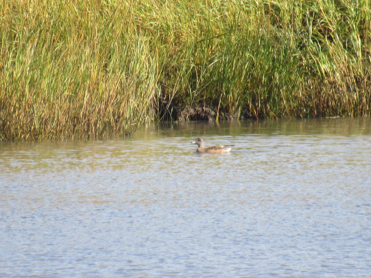 American Wigeon - ML380359161
