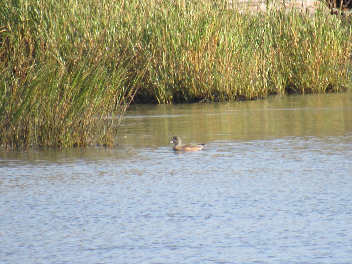 American Wigeon - ML380359171