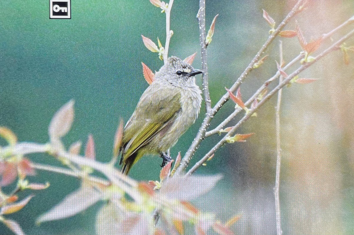 Bulbul flavescent - ML380359431
