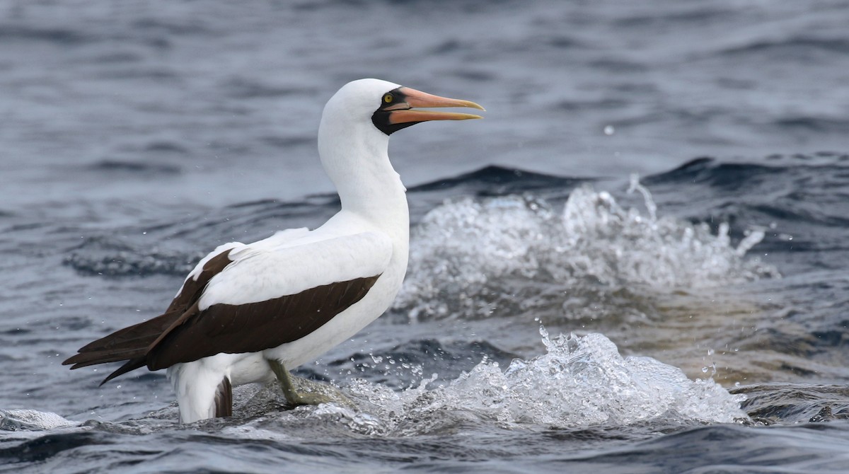 Nazca Booby - ML38036071