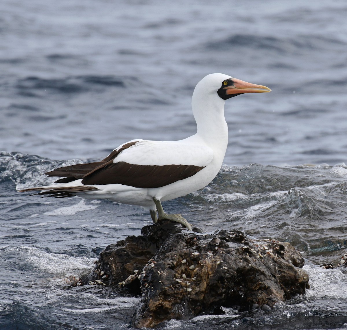 Nazca Booby - Jeff Tingle