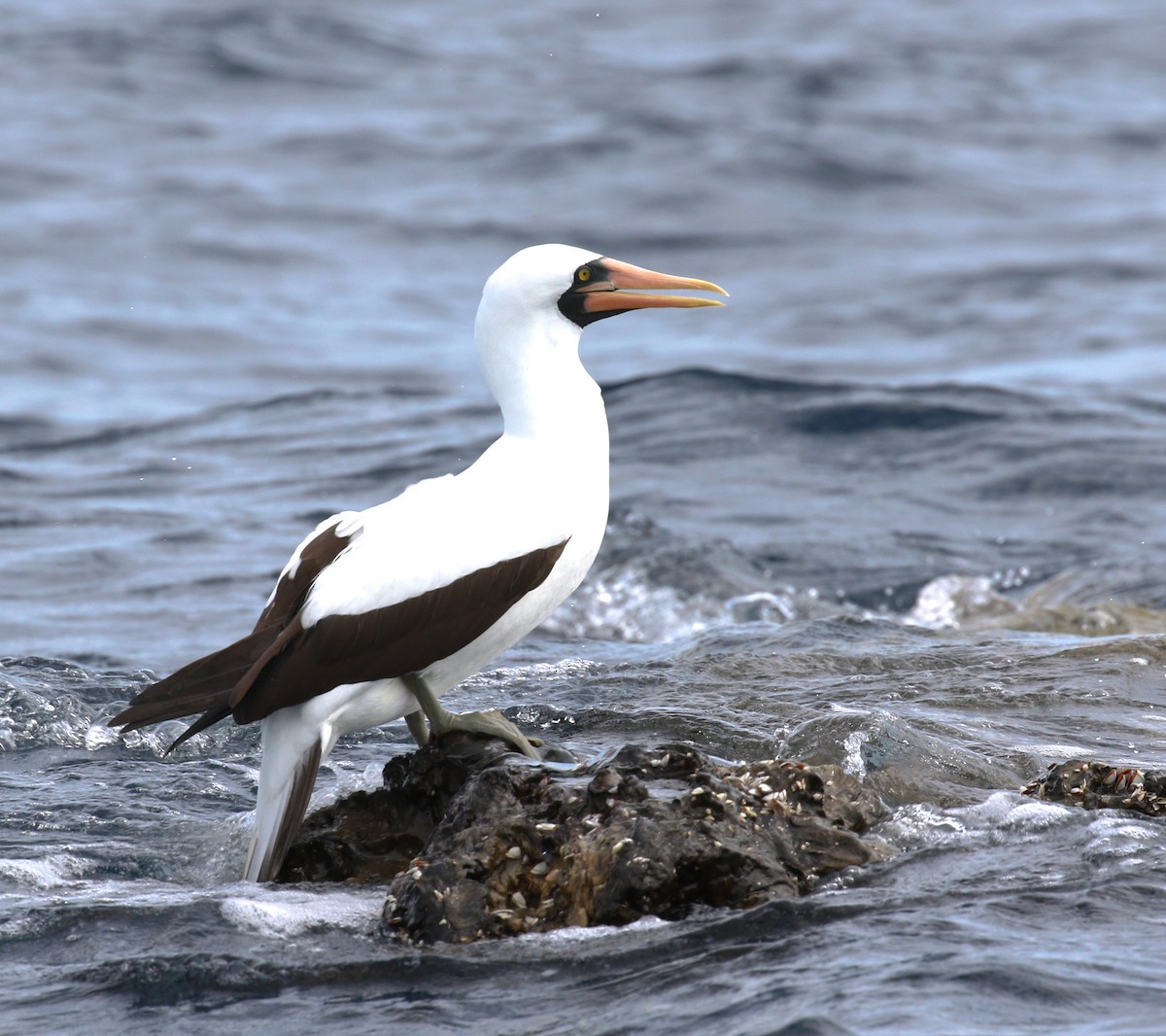 Nazca Booby - Jeff Tingle