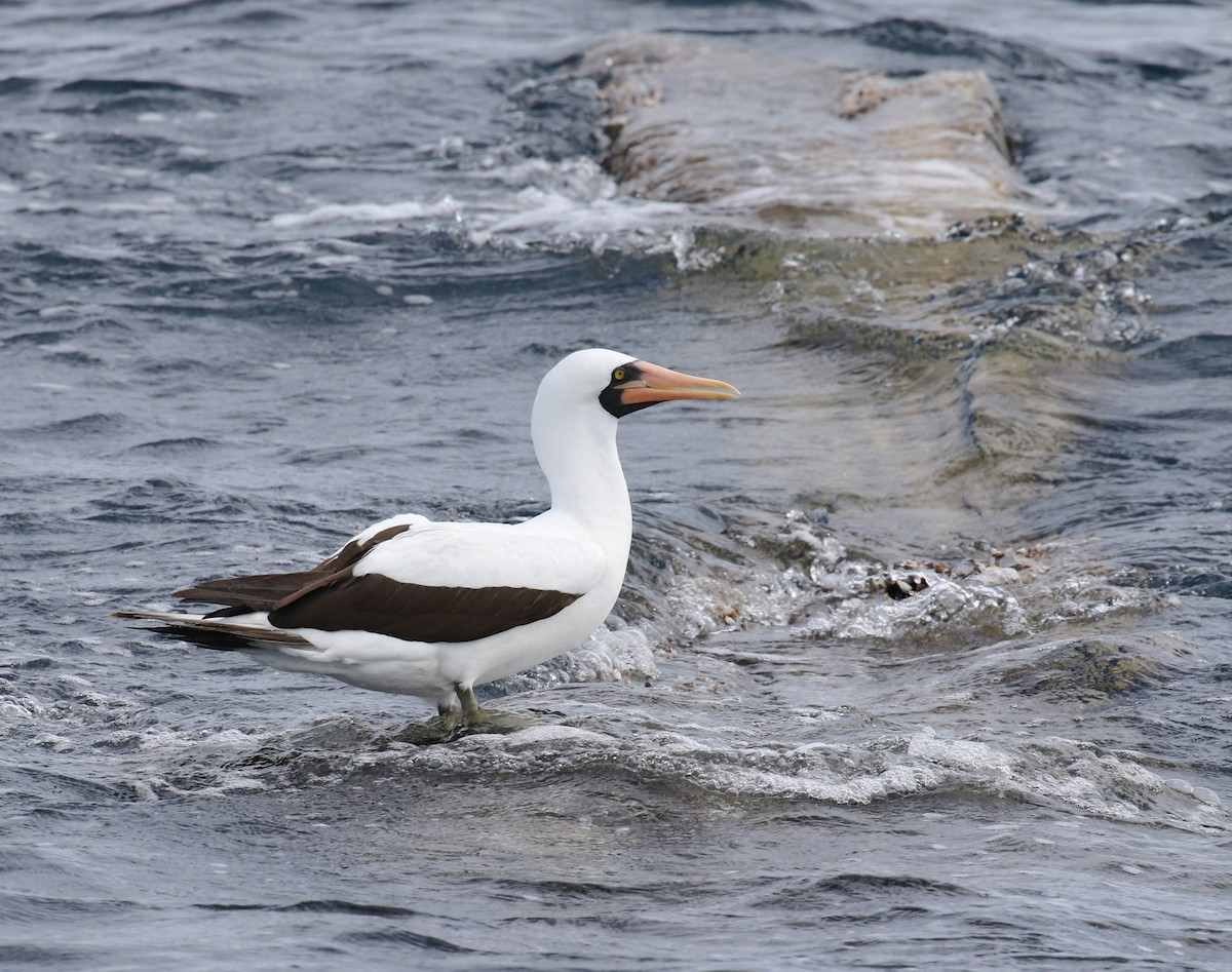 Nazca Booby - ML38036101