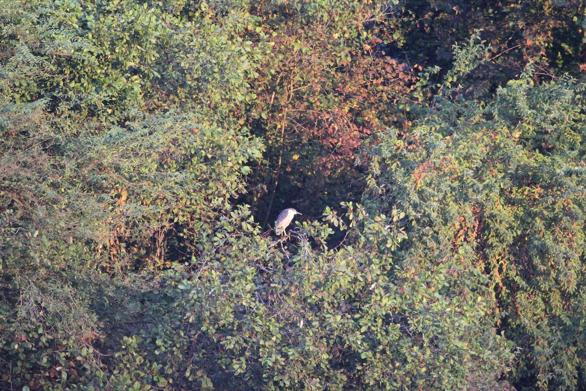 Black-crowned Night Heron - ML380361951