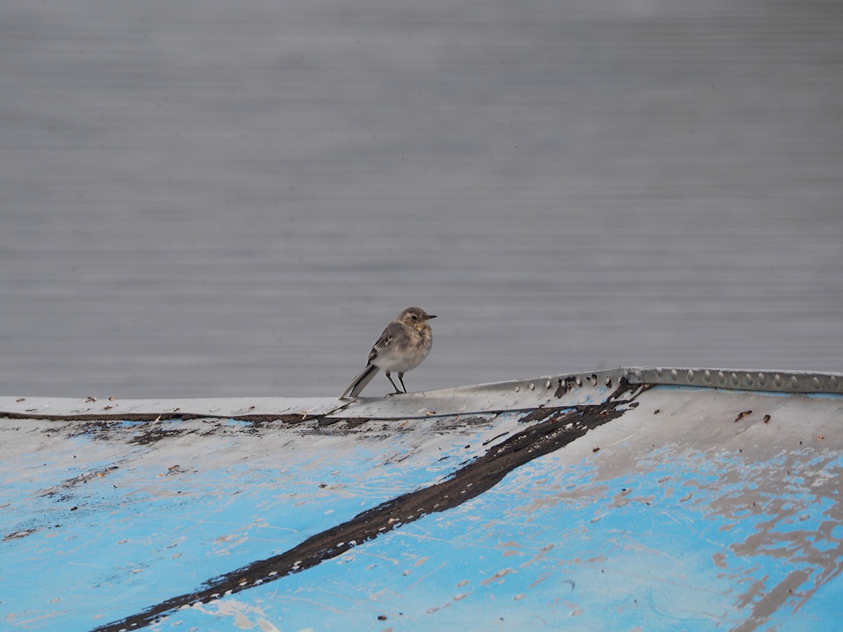 White Wagtail - ML380363591