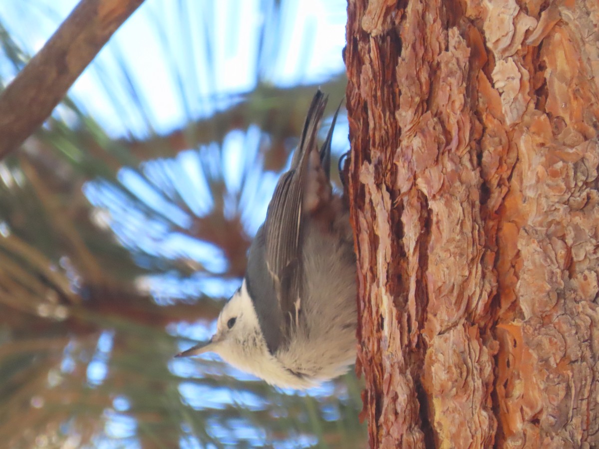 White-breasted Nuthatch (Interior West) - ML380364761