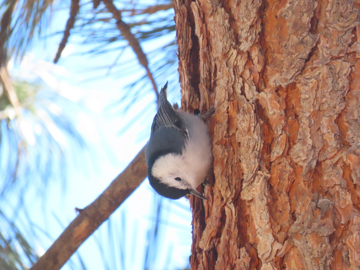 White-breasted Nuthatch (Interior West) - ML380364771