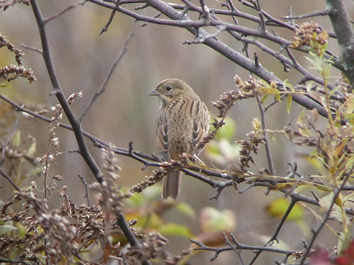 Lincoln's Sparrow - ML380365011