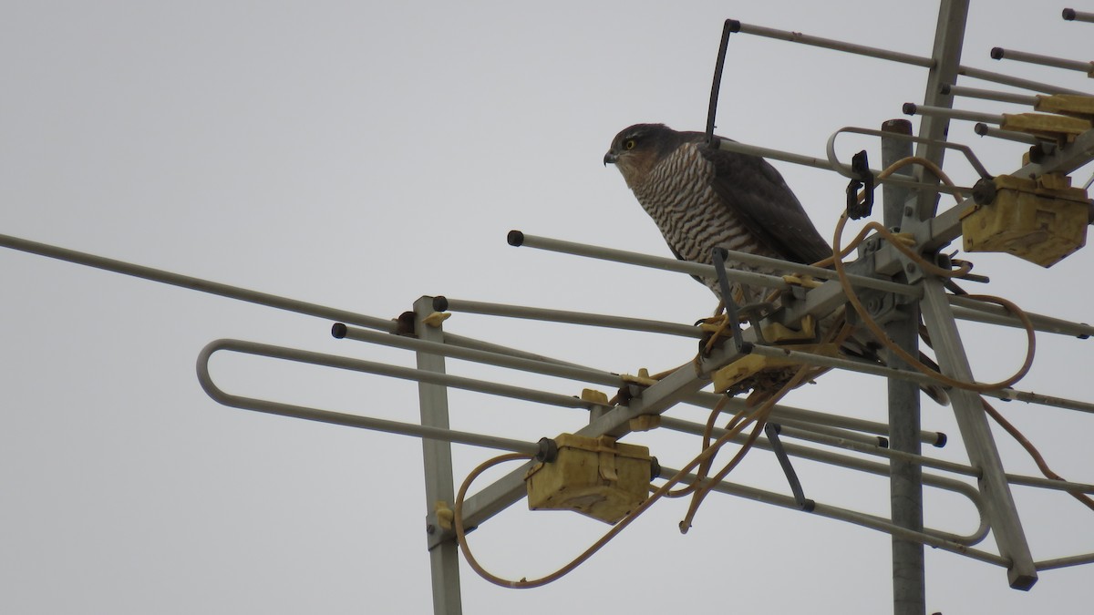 Eurasian Sparrowhawk - Saeed Gallehdari