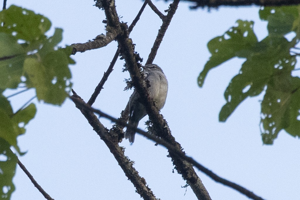 Ashy Flycatcher - ML380365531