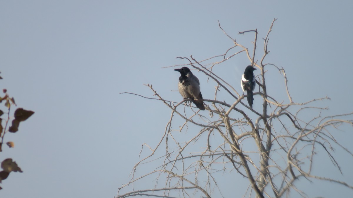 Hooded Crow - Saeed Gallehdari