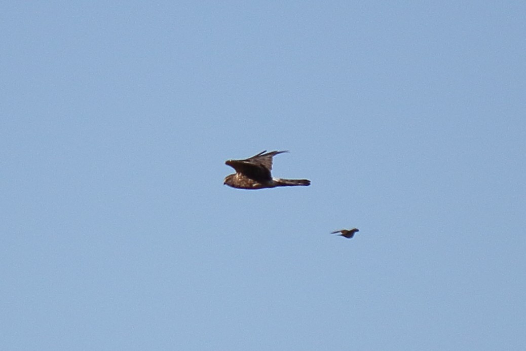 Northern Harrier - ML380368371