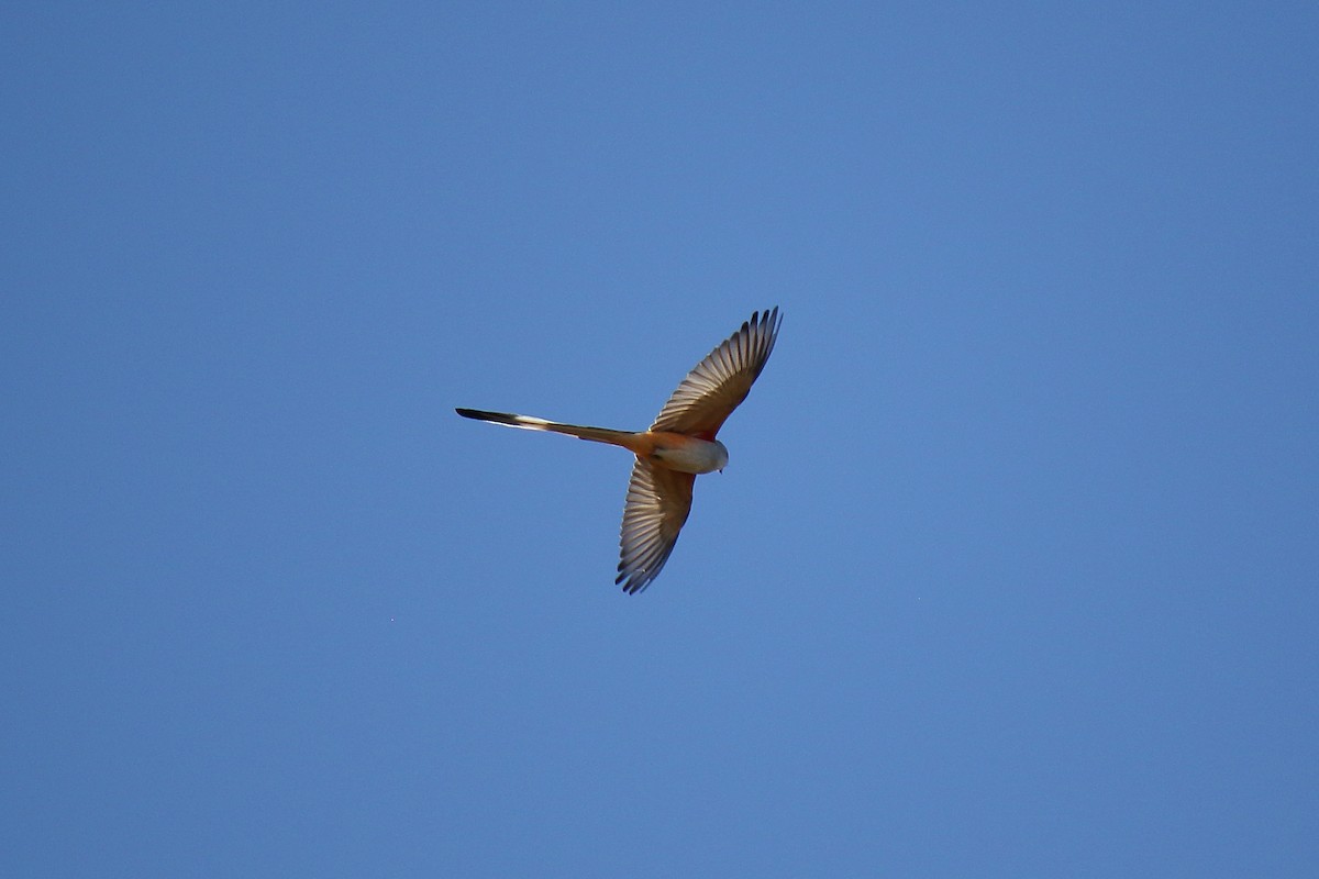 Scissor-tailed Flycatcher - ML380368461