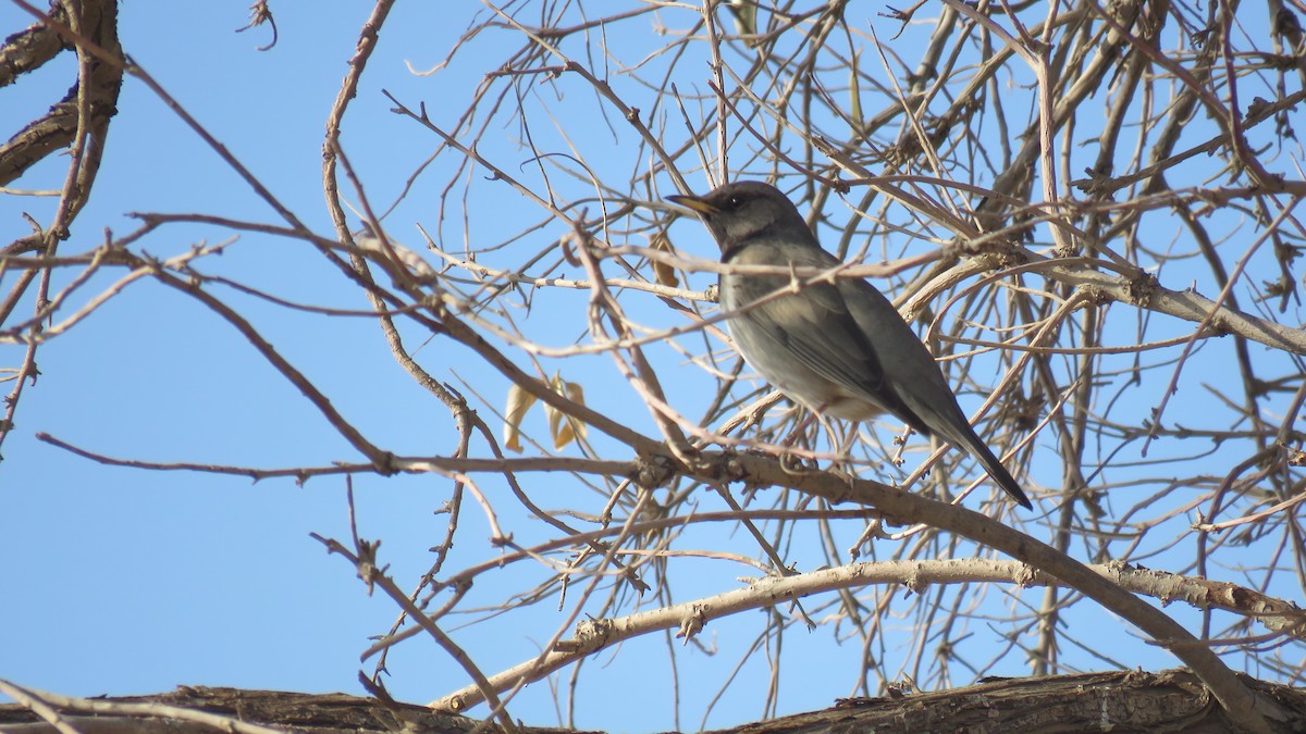 Black-throated Thrush - ML380368561