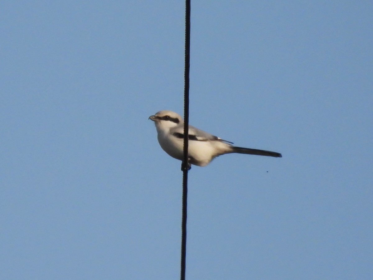 Great Gray Shrike - ML380368831