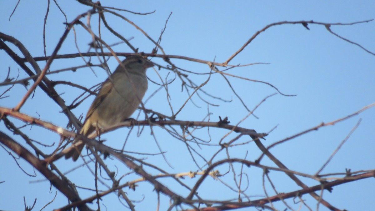 House Sparrow - ML380369001