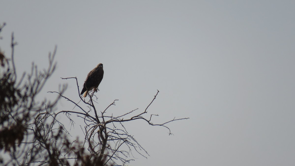 Long-legged Buzzard - Saeed Gallehdari