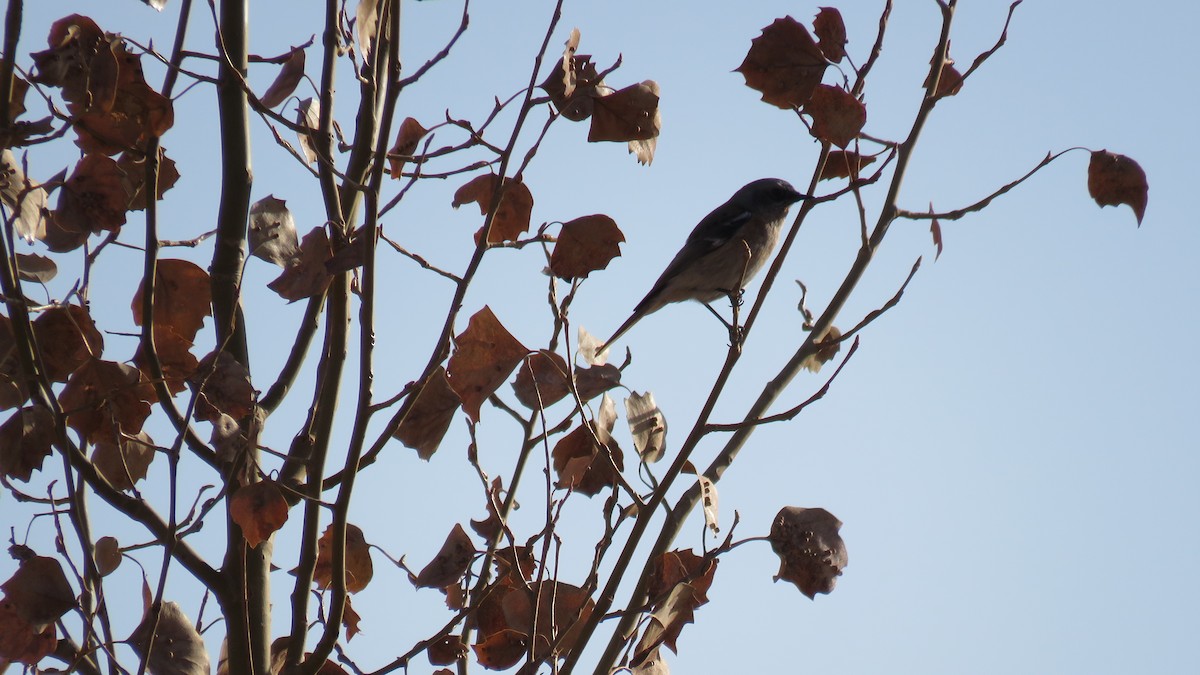 Rufous-backed Redstart - ML380370141