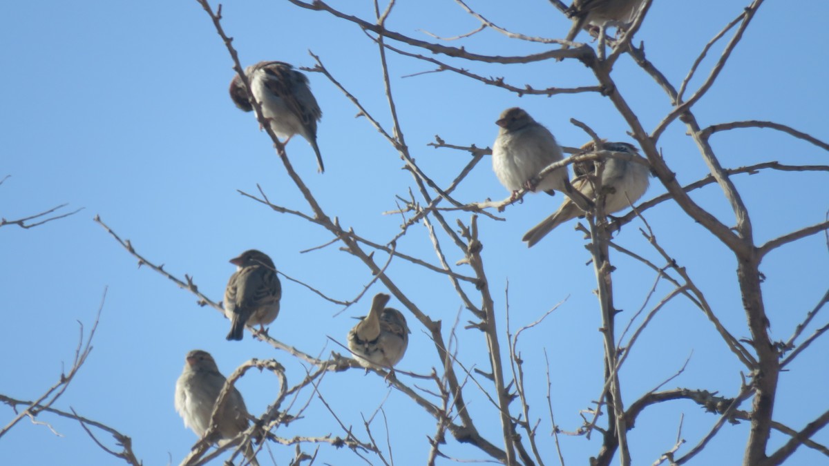 House Sparrow - ML380370611