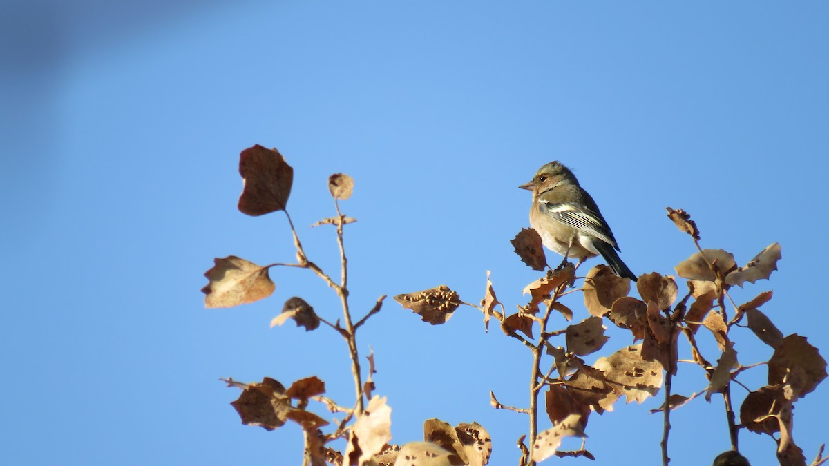 Common Chaffinch - ML380370741