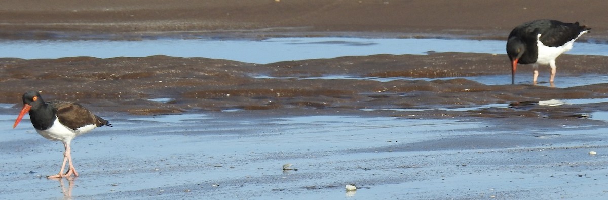 Magellanic Oystercatcher - ML38037101