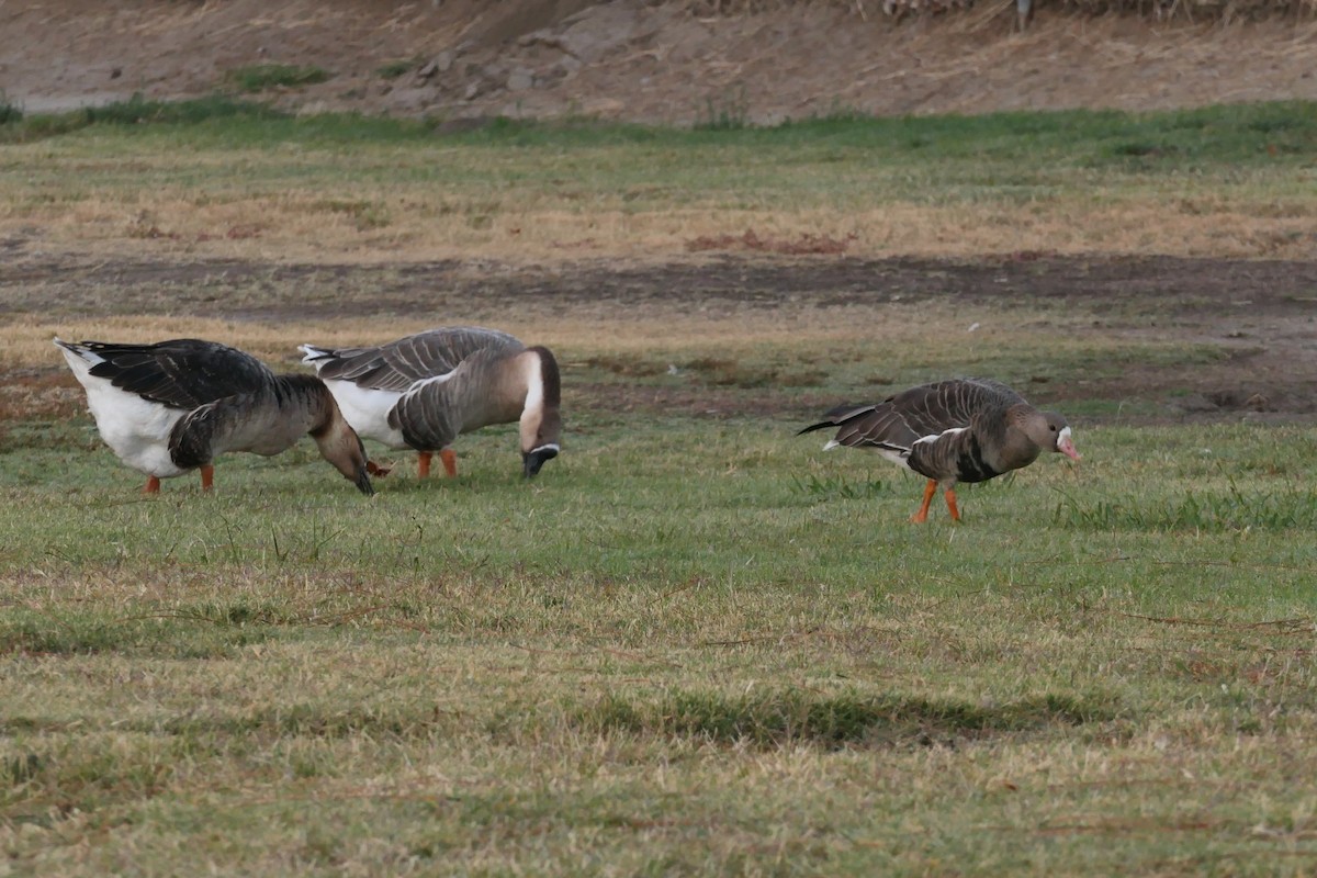Greater White-fronted Goose - ML380371881