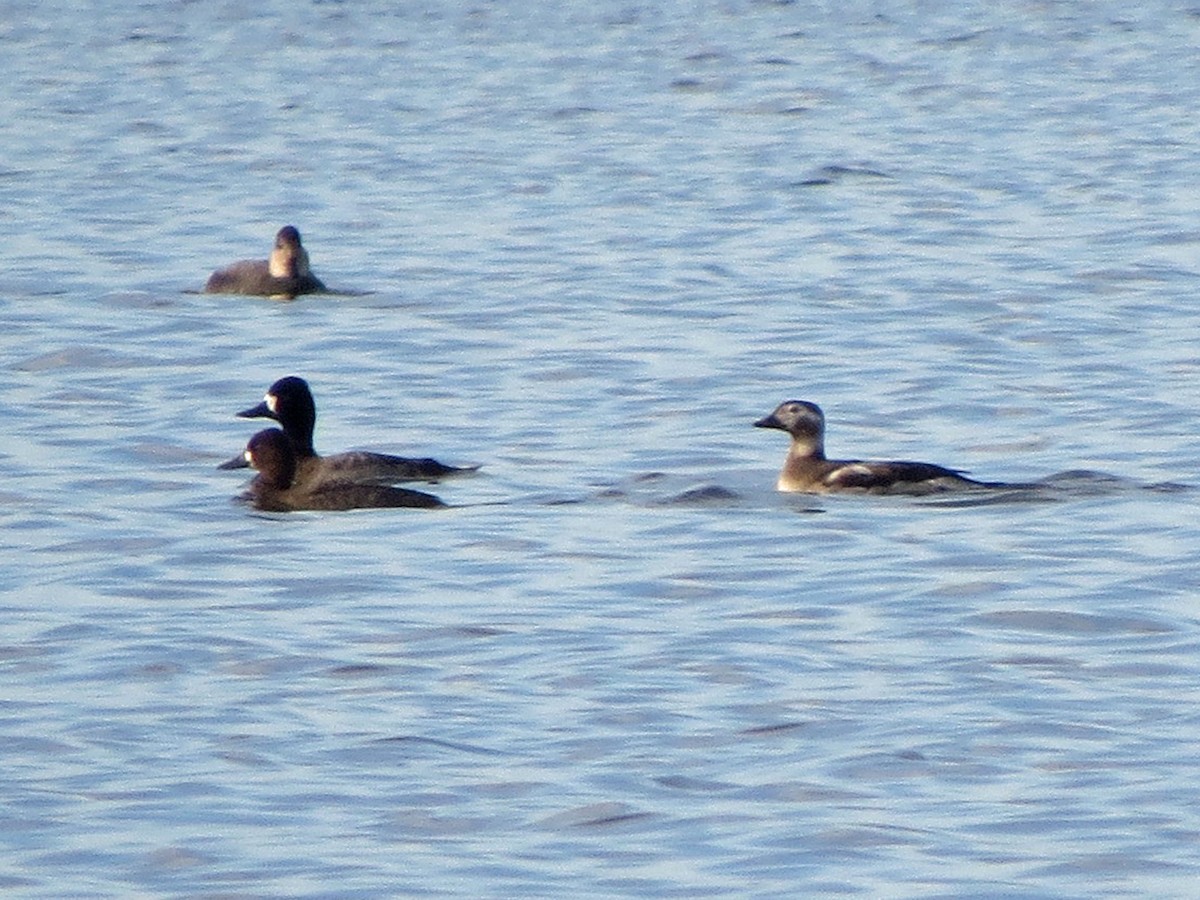 Long-tailed Duck - ML38037601