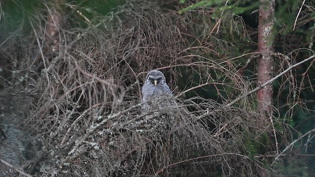 Great Gray Owl (Lapland) - ML380376441