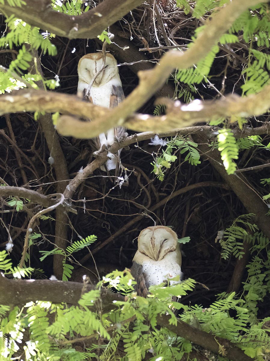 Barn Owl (African) - Peter Candido