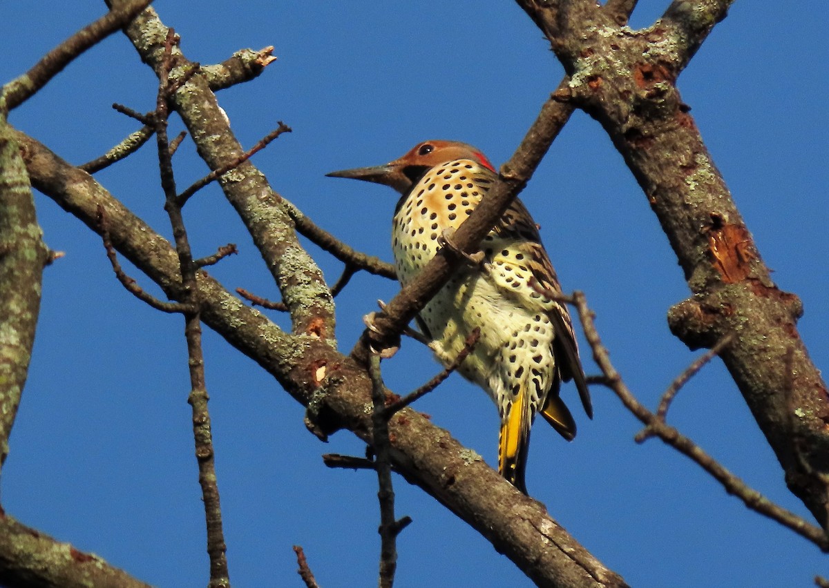 Northern Flicker - Anne Mytych