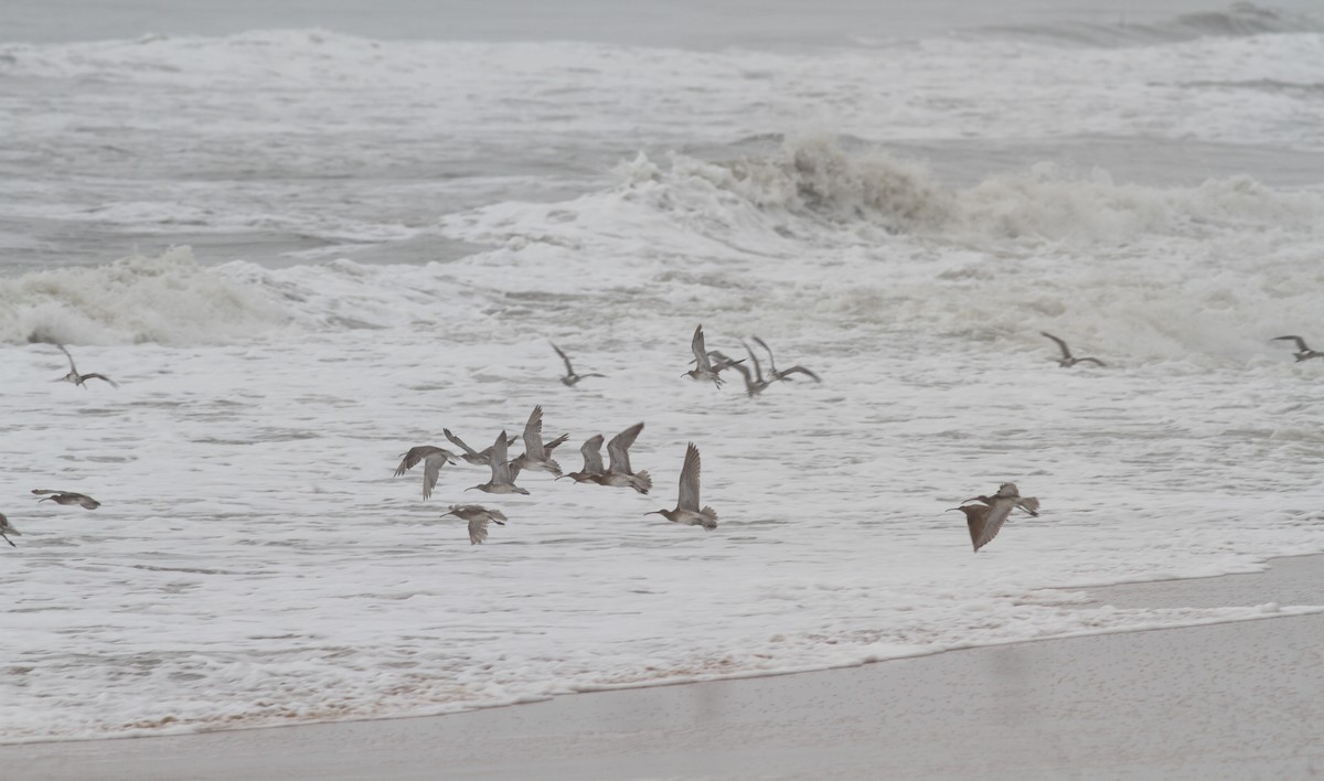 Whimbrel (White-rumped) - ML380376941
