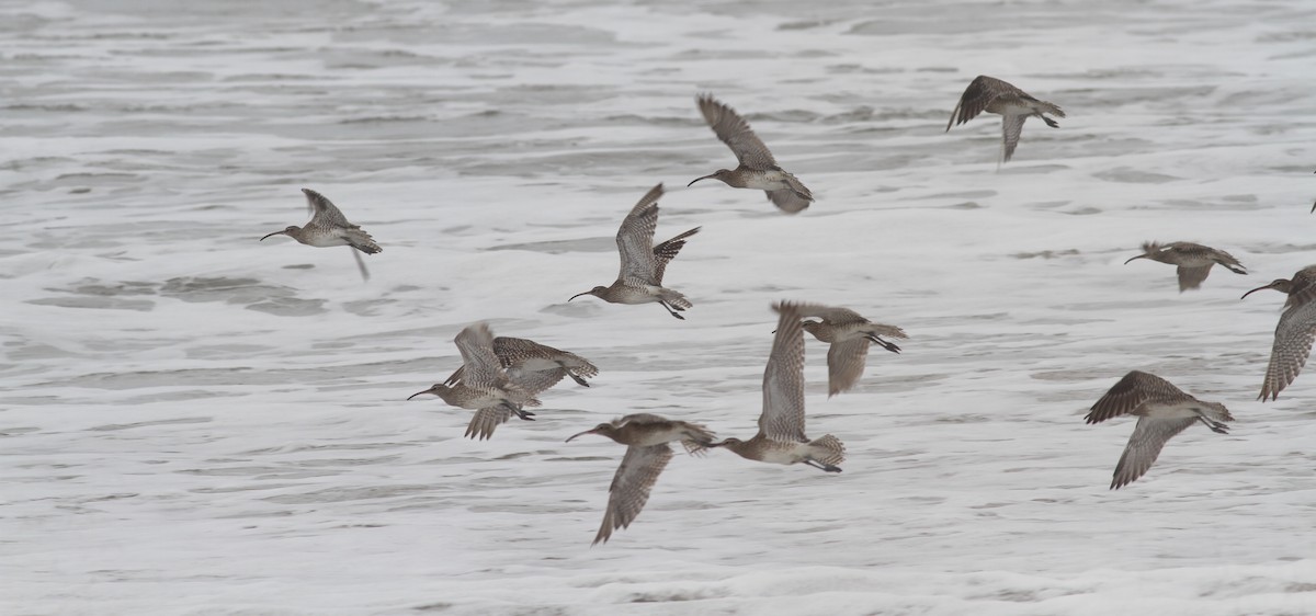 Whimbrel (White-rumped) - ML380376961