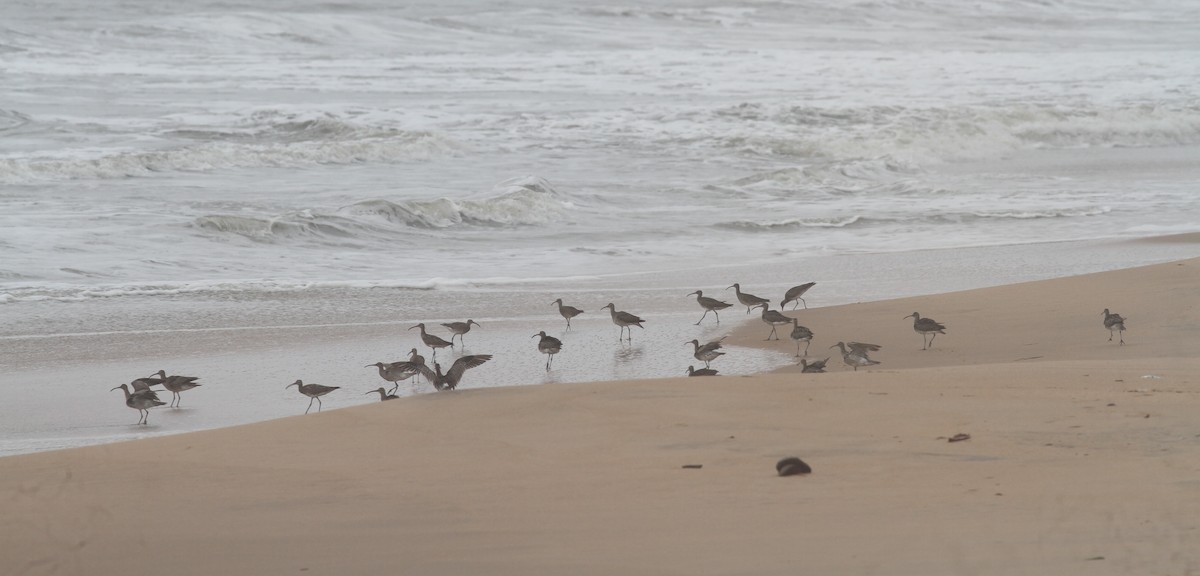 Whimbrel (White-rumped) - ML380376981