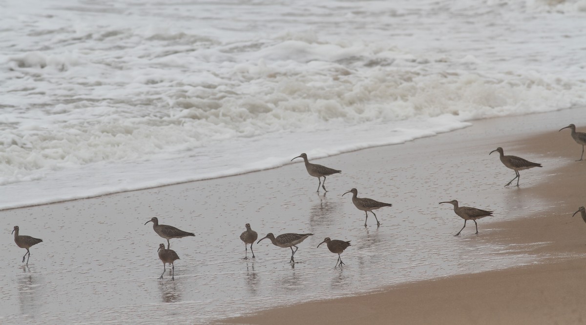 Whimbrel (White-rumped) - ML380377001