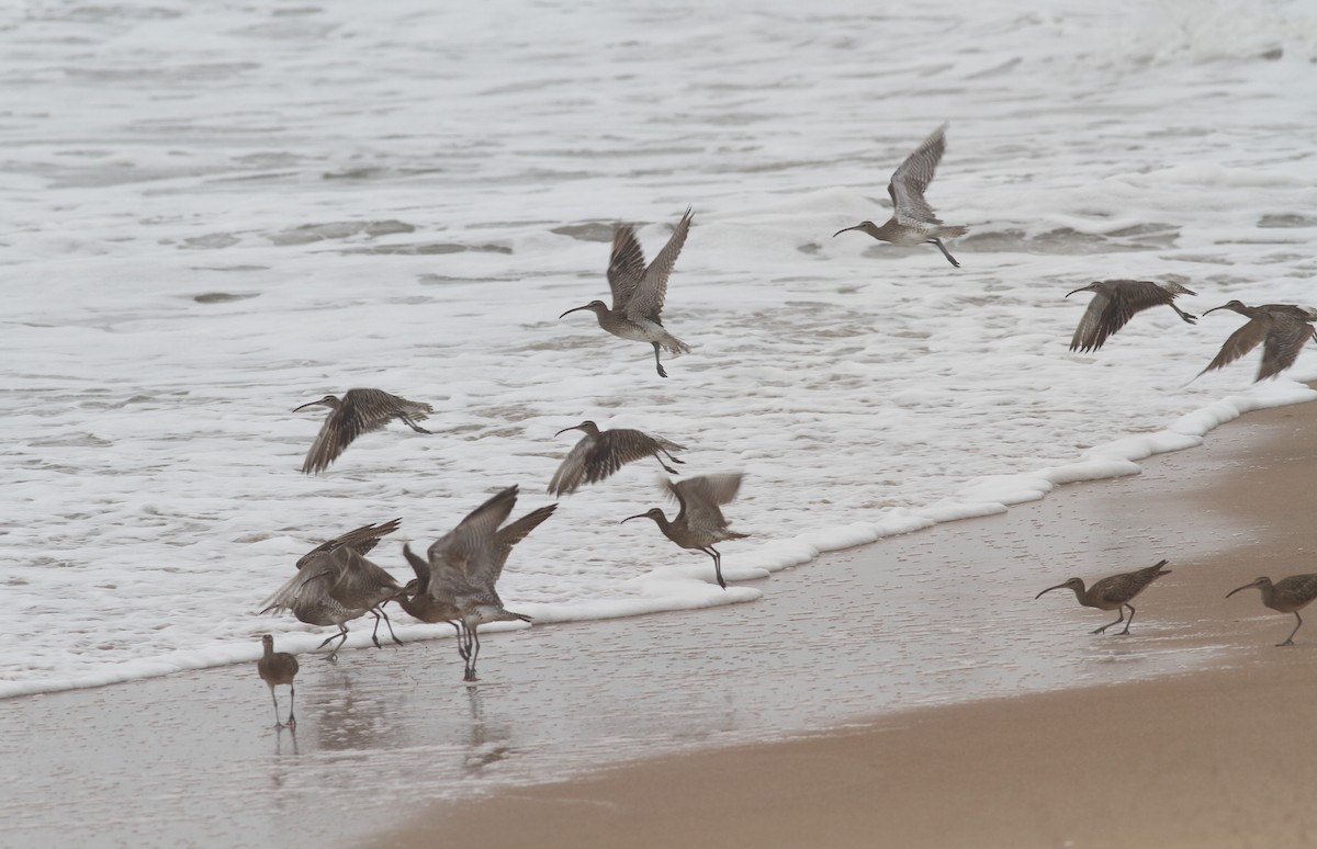 Whimbrel (White-rumped) - ML380377041